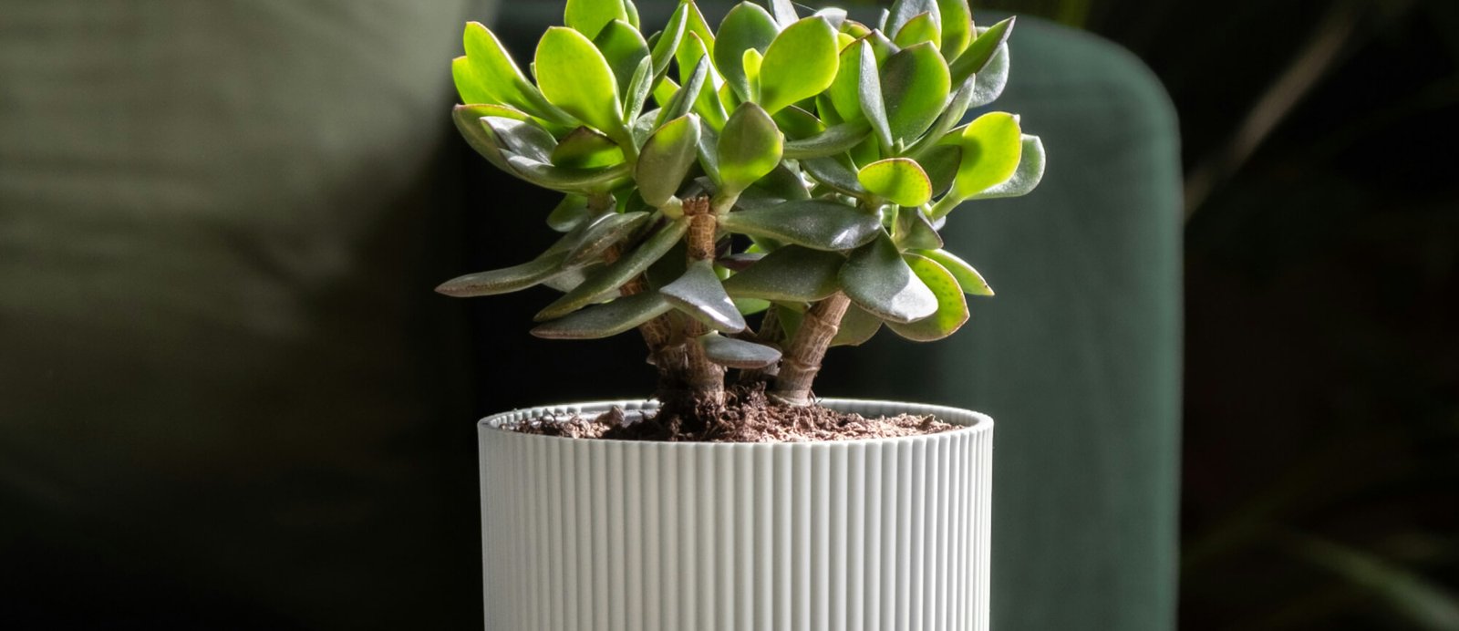 Image post 1