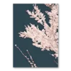 Cherry Blossoms
