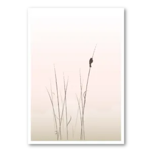 Dusky Whisper