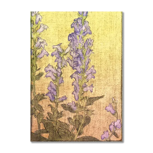 WA32P03A Delphinium
